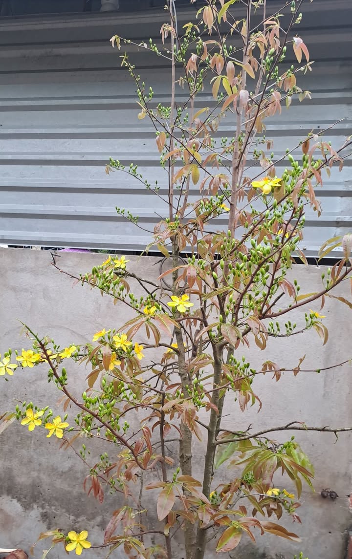 Đất Vĩnh Long 988m² Sổ Hồng - Mặt Tiền Kinh Doanh Gần KCN Bình Minh