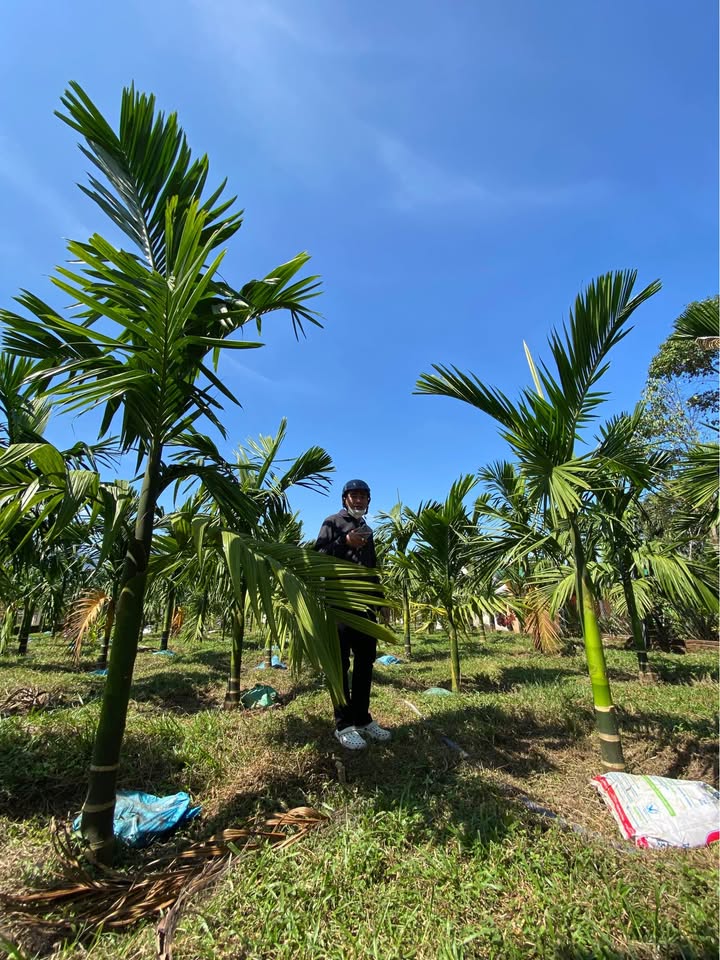 Đất Vườn Mặt Tiền Liên Huyện 2000m² Quảng Ngãi - Giá 1.5 Tỷ