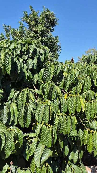 Đất Vườn Lâm Hà - 1600m² Thổ Cư, Nở Hậu Đẹp - Giá 930 Triệu