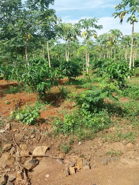 Đất nền Thôn 8 Cư ÊBur 3950m² giá 1.45 tỷ - Sổ đỏ chính chủ