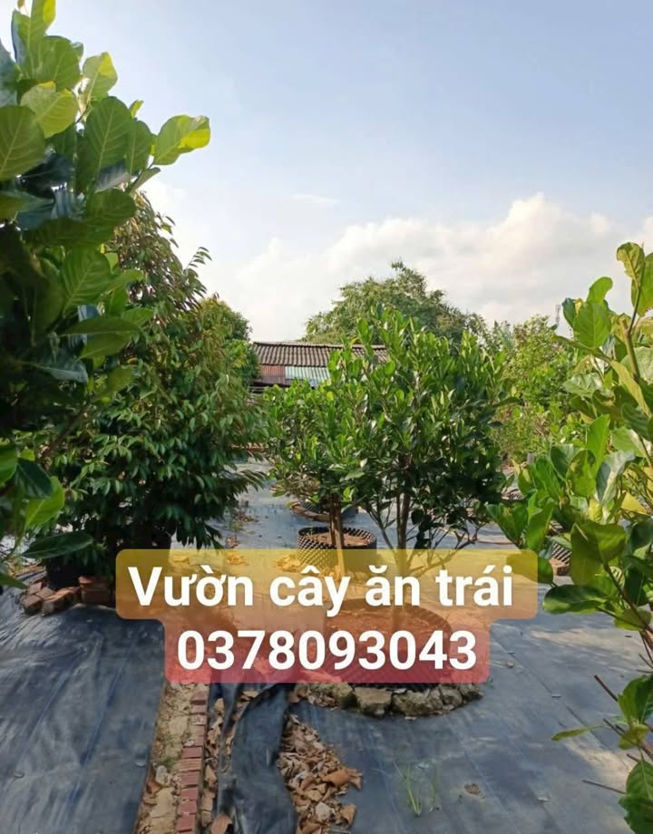 Đất Vườn 800m² Xã Tân Dương, Lai Vung - Nghỉ dưỡng lý tưởng!