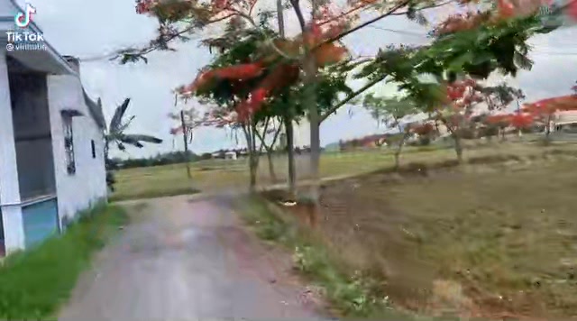 Rẫy Buôn Hồ 720m² - Sổ đỏ chính chủ, sẵn sàng thu hoạch!