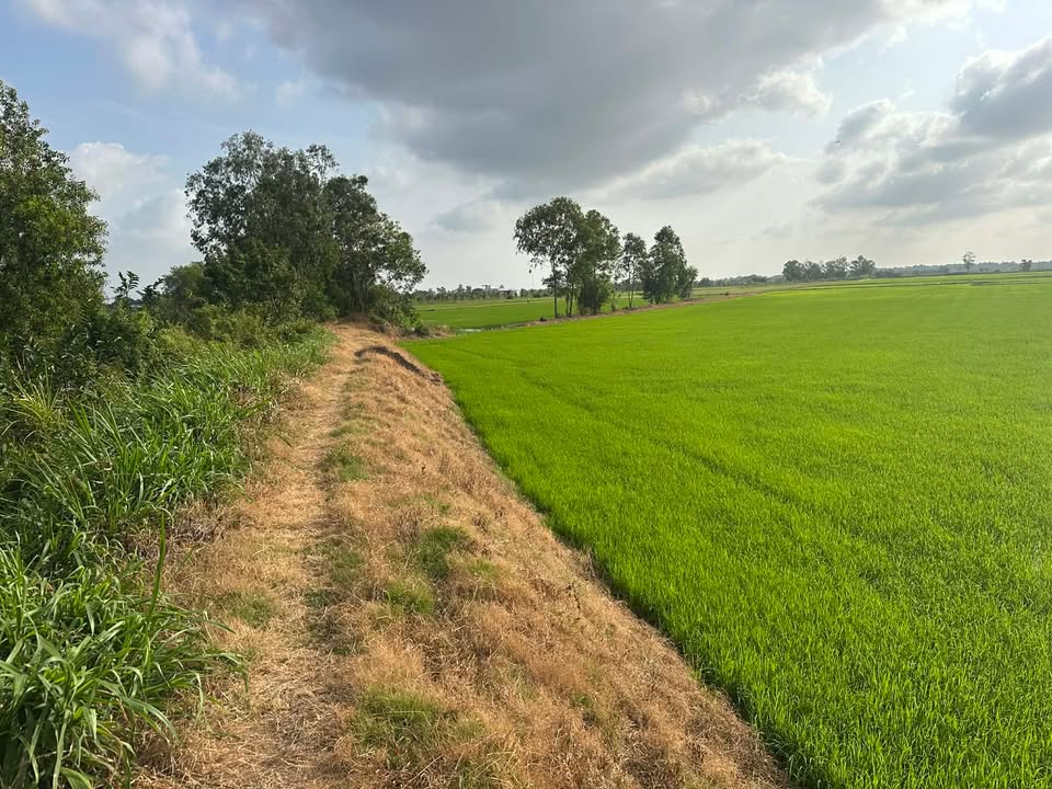 Bán Gấp 10.000m² Đất Ruộng 3 Vụ Tại Trà Vinh - Giá 1.2 Tỷ