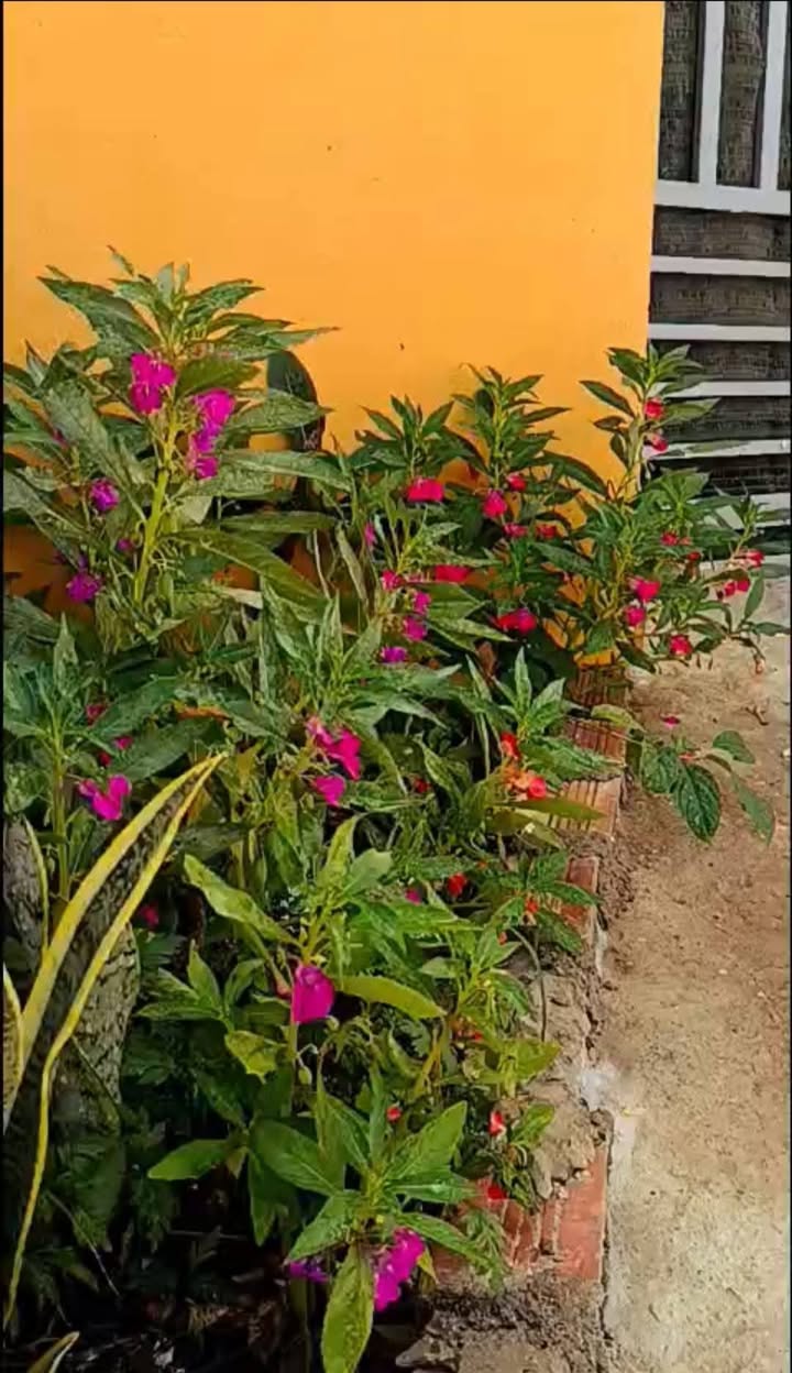 Nhà Riêng Phan Rang 128m² - Ô tô vào tận sân, giá 950 Triệu!