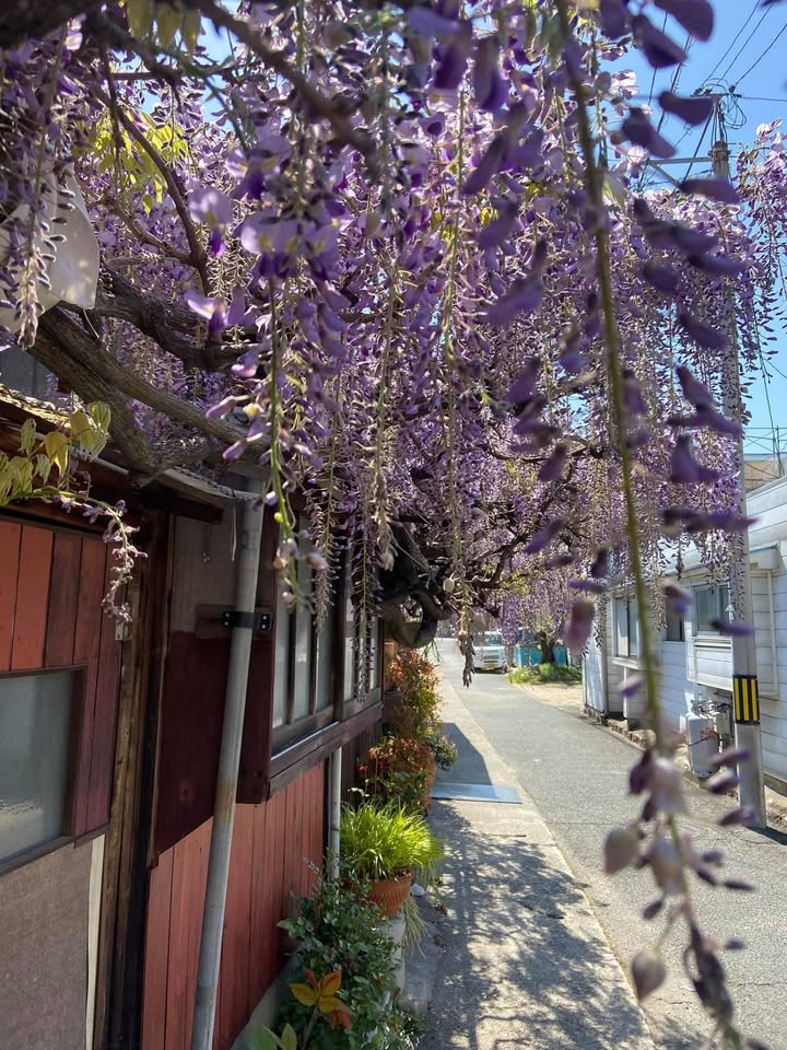 Đất nền Thị trấn Sao Vàng 400m² - Tiềm năng tăng giá vượt trội!