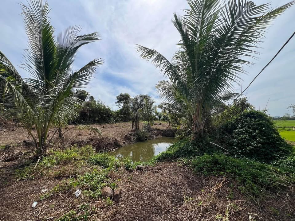 Đất Nông Nghiệp Hòa Khánh BMT 2.020m² - Nghỉ dưỡng lý tưởng!