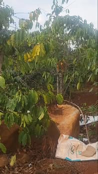 Đất vườn Mê Linh 1100m² giá 1.05 tỷ - Nghỉ dưỡng lý tưởng!