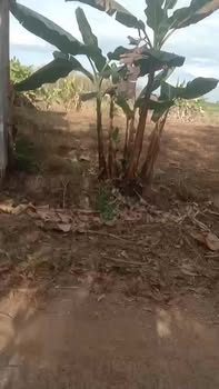 Đất nền Tân Phước, Đồng Phú 1000m² - Đất thổ cư 100%, tặng nhà xinh!