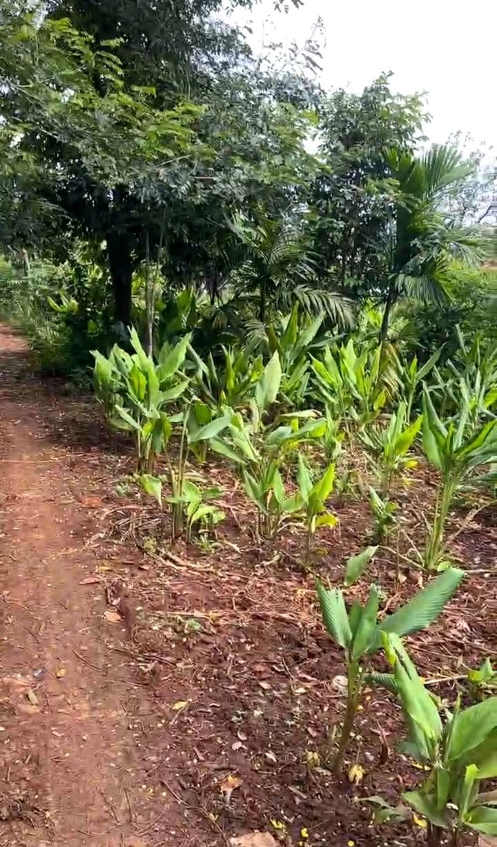 Bán Đất Xã Ea Drong, Buôn Hồ Đăk Lăk - 2 Lô Liền Kề 225m² Giá Tốt