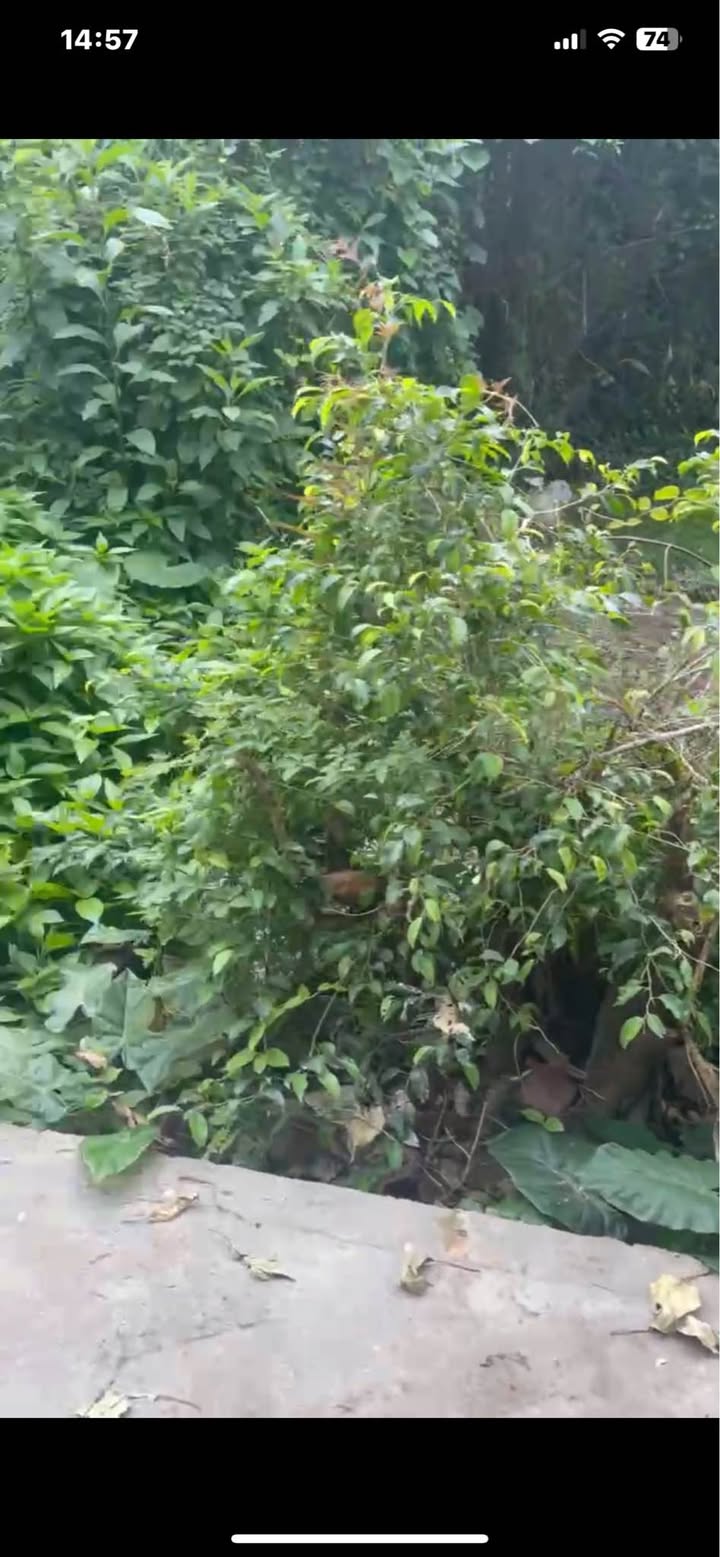 Bán Đất Dương Xá Gia Lâm 72m² - Sổ Đỏ Vuông Vắn, Giá Đầu Tư 3.8 Tỷ