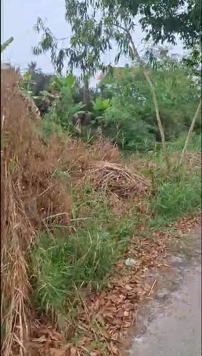 Bán Nền 155m² TX Cai Lậy - Đường Xe Hơi, Sẵn Sổ Hồng 800 Triệu