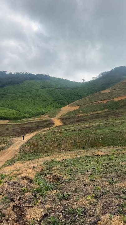 Farm 40.000m² Nghĩa Lộc, Nghĩa Đàn - Sổ Hồng Sẵn Sàng Đầu Tư