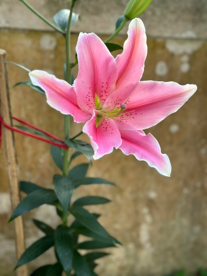 Cho thuê Căn hộ 60m² Nguyễn Hữu Cảnh, Bình Thạnh - Giá tốt 4.5 triệu/tháng