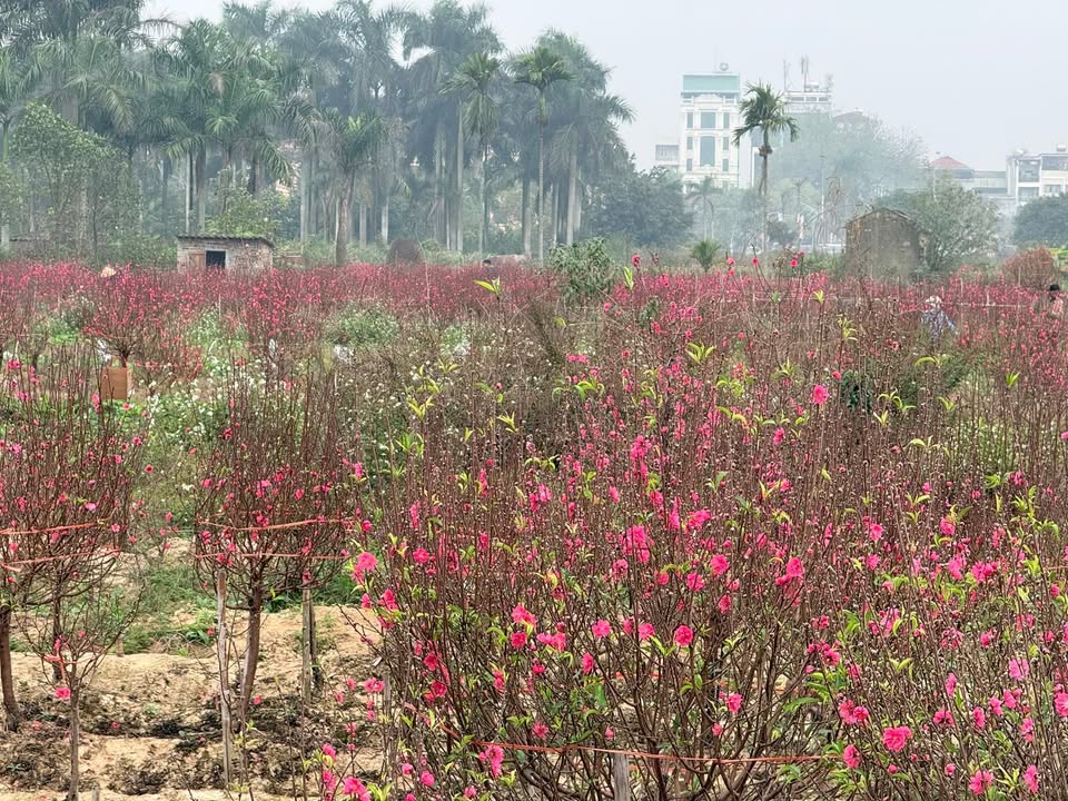 Đất nền Đông Anh 108.5m² giá 2.17 tỷ - Vị trí đắc địa, nở hậu tài lộc!