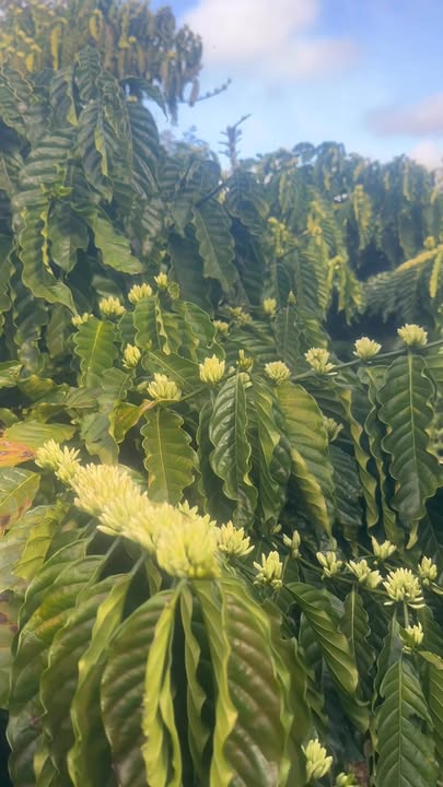 Đất Vườn La Gi 4.5ha - Cơ Hội Đầu Tư Dài Hạn!