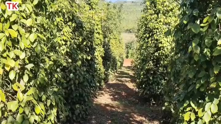 Đất nền Thôn 8, Đắk Búk So 5400m² giá 1.65 tỷ - Sổ đỏ chính chủ