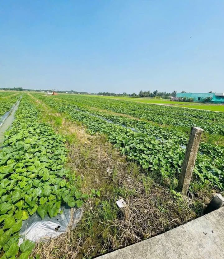 Đất lúa 1000m² Tân Trụ, Long An - Tiềm năng tăng giá!