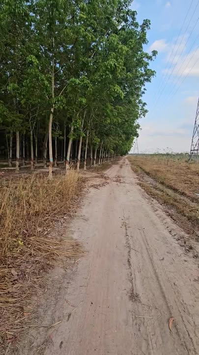 Bán Đất Vườn 12.241m² Mặt Tiền Đường Tân Uyên, Bình Dương - Thu Nhập Ổn Định