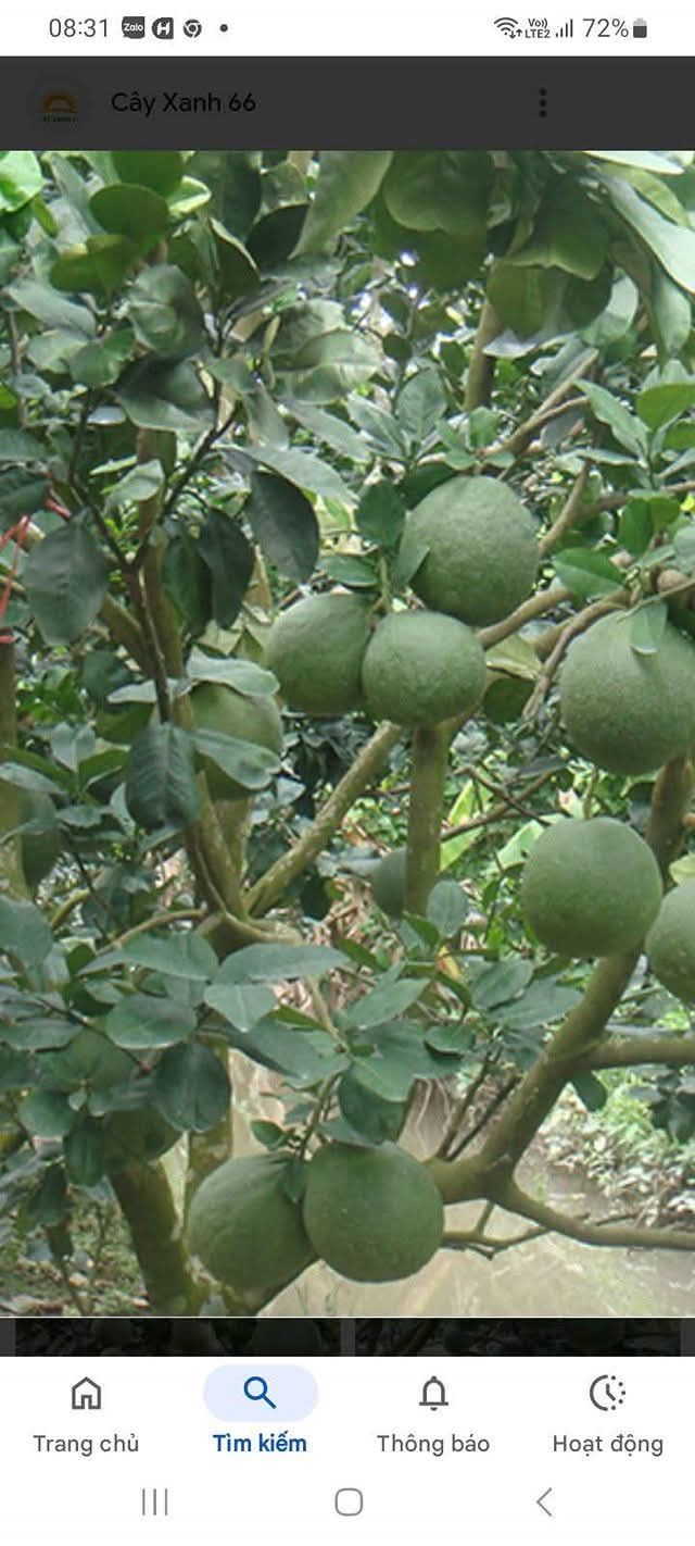 Thuê Đất Vườn Sông Trầu Trảng Bom 3 Sào Giá 2 Triệu - Nghỉ Dưỡng Lý Tưởng!