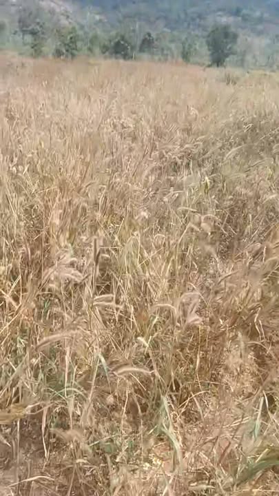 Đất Rẫy Gia Lai 1080m² - Sẵn sàng canh tác!