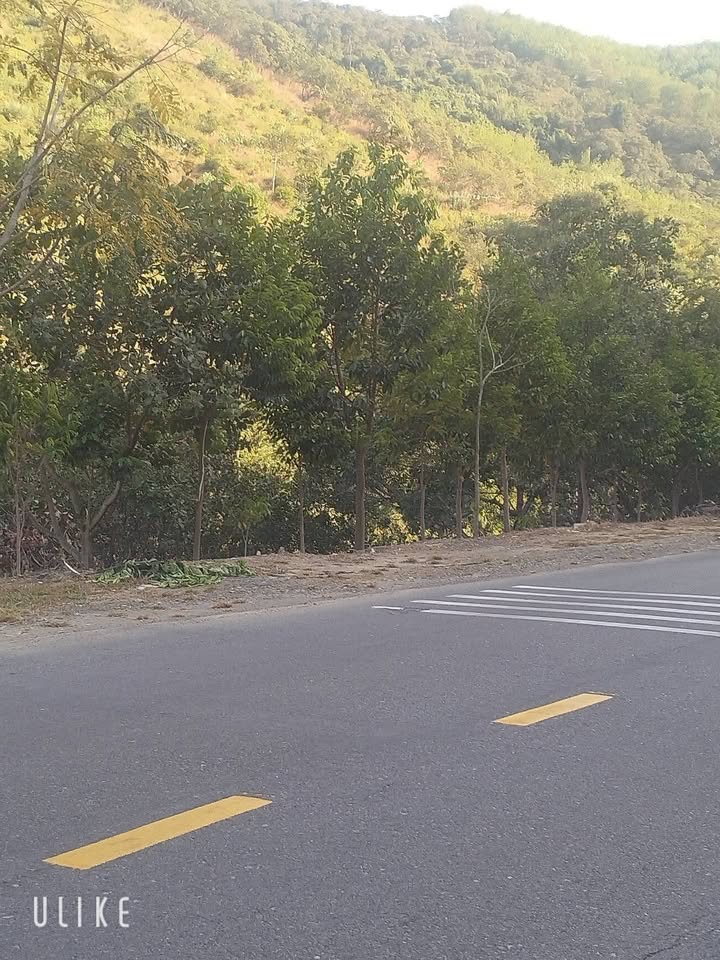 Đất Đồi Tỉnh Lộ 725 Lâm Hà 2.5ha - Nghỉ dưỡng lý tưởng!