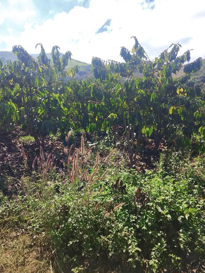 Bán Đất Cà Phê 15.000m² Đạ Tẻh, Lâm Đồng - Sổ Đỏ, Gần Tỉnh Lộ