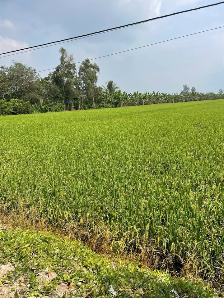 Đất vườn Mỹ Thuận Bình Tân 7000m² giá 2.17 tỷ - View thiên nhiên