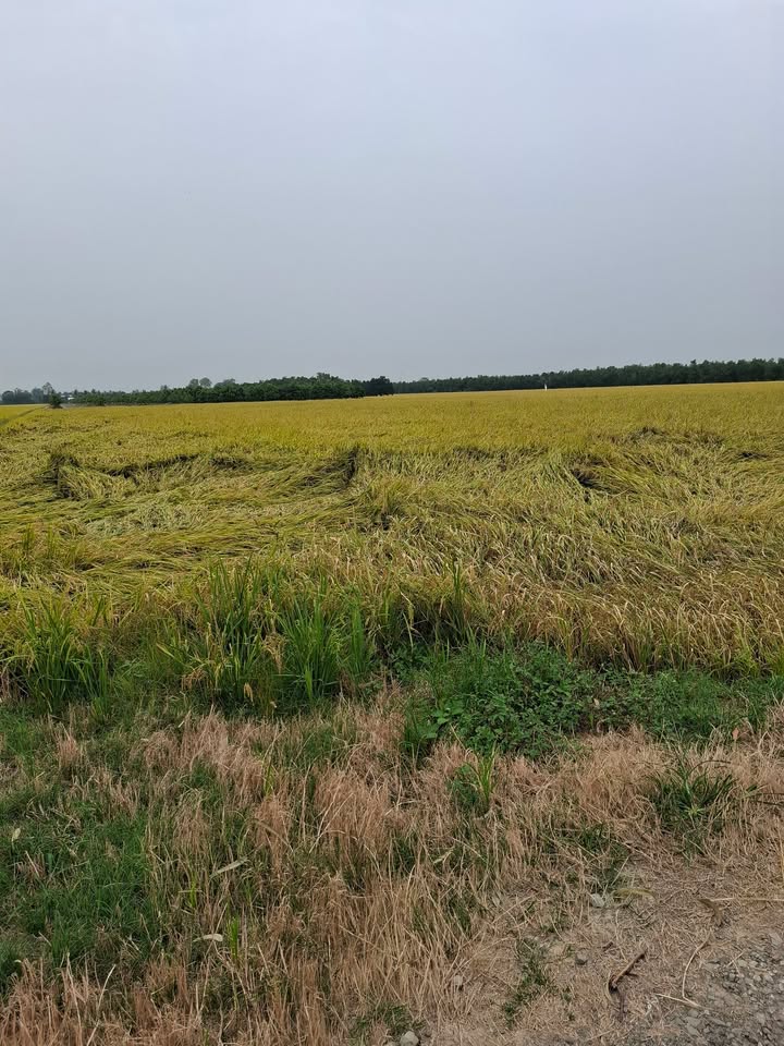 Cho thuê 6500m² đất ruộng cặp kênh tại Vĩnh Long - Giá tốt 5.5 triệu/công/năm