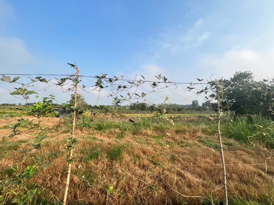 Đất nền Cờ Đỏ Cần Thơ 6747m² giá 9.445 tỷ - Tiềm năng tăng giá vượt trội!