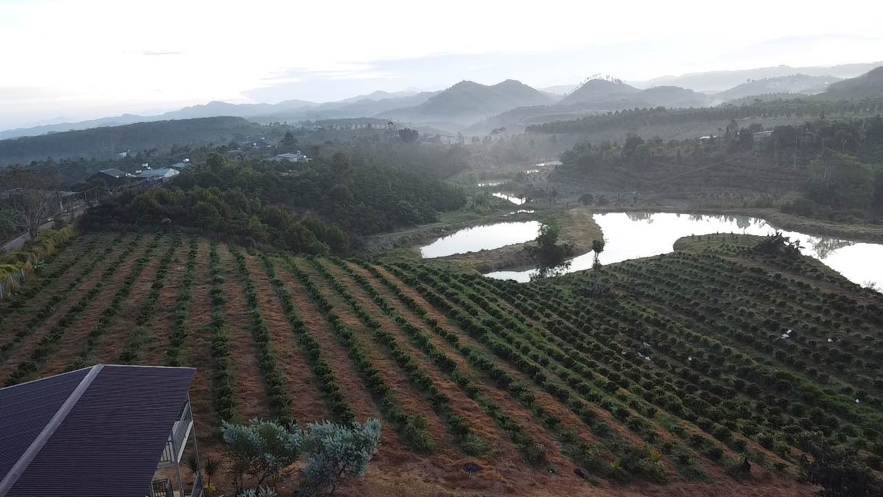 Farm Cà Phê 4ha Đăk Nông - 3.7 Tỷ/ha - Sẵn Sàng Thu Hoạch