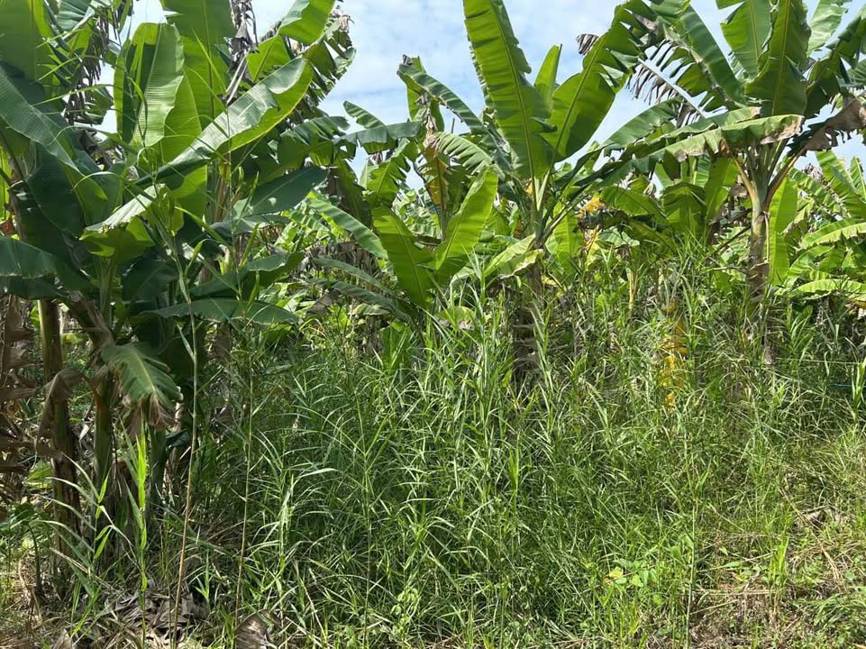 Đất Nền Mỹ Khánh Long Xuyên 510m² - Tiềm Năng Tăng Giá Vượt Trội!