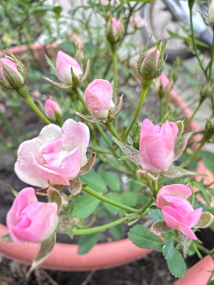 Đất nền 1.7ha Di Linh, Lâm Đồng - Tiềm năng tăng giá vượt trội!