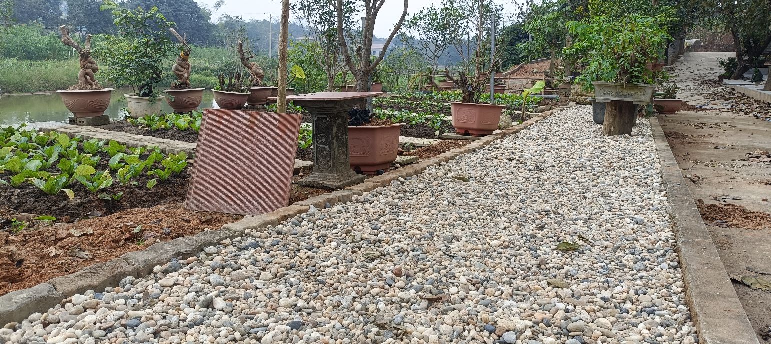 Đất nền TT Phong Châu, Phù Ninh 6000m² - Sổ đỏ chính chủ!