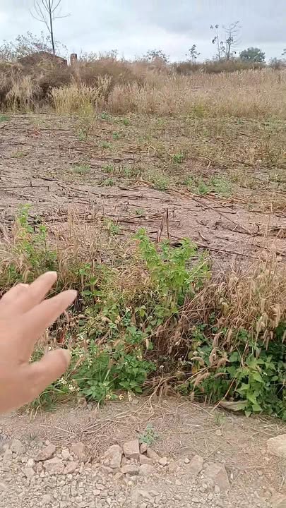 Đất Mặt Tiền Đường Lớn Cư Jút 1120m² - Kinh doanh/Ở đều đỉnh - 750 Triệu