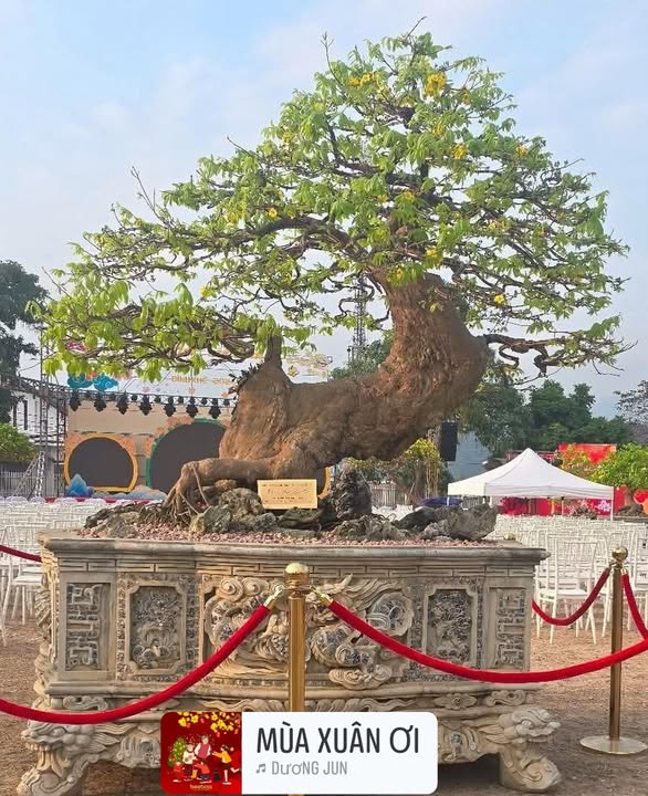 Đất Mặt Tiền Trần Phú, Hòa Thành, Tây Ninh - 518m² - Giá Đầu Tư 8.88 Tỷ