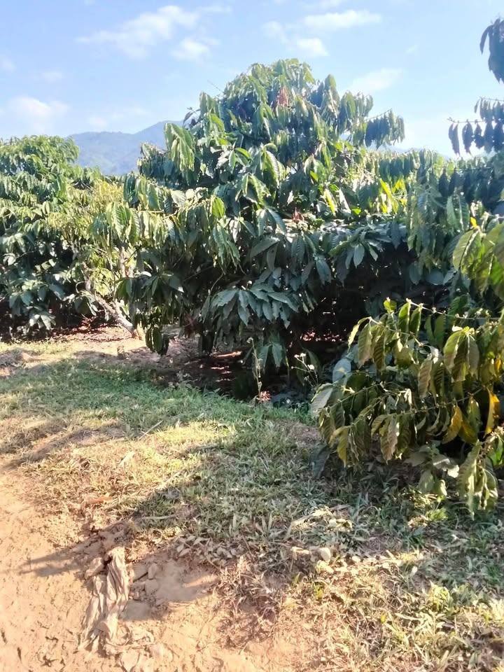 Đất Nền Đắk Nông 2ha - Mặt Tiền 100m Đường Bê Tông, Suối Bao Quanh