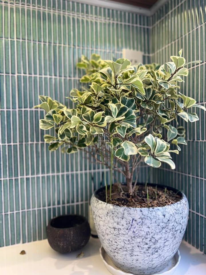 Bán Căn Hộ CT3 HUD Phước Long Nha Trang 59.5m² - Sổ Hồng Riêng