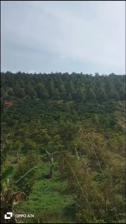 Bán Đất Vườn 1.8ha Di Linh - Sầu Riêng 240 Cây, Sổ Đỏ, Giá 5 Tỷ