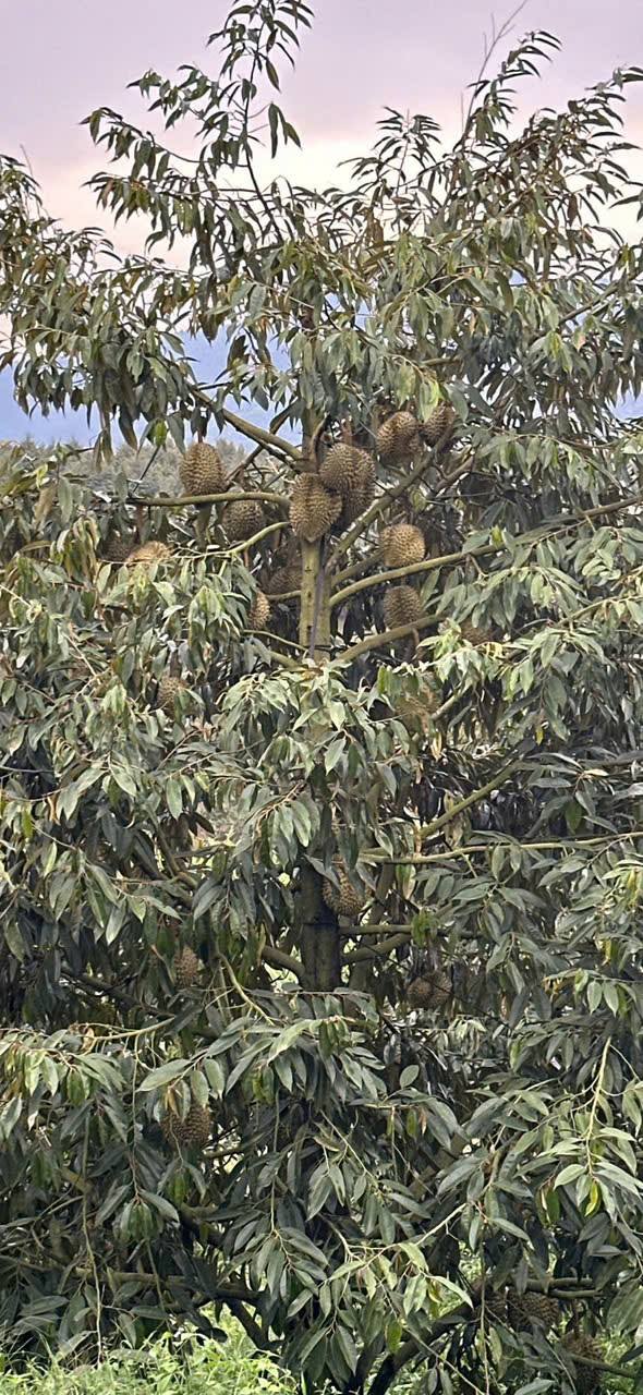 Đất Vườn Đạ Huoai 11.830m² Mặt Tiền TL721 - Tiềm Năng Tăng Giá