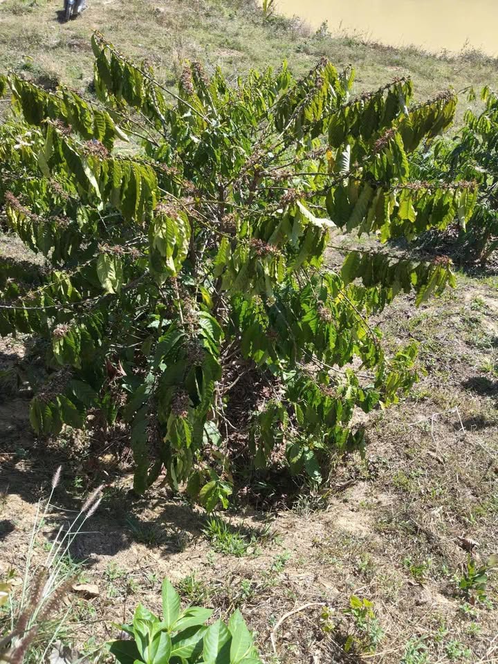 Bán Gấp Farm 2160m² Đắk Nuê - 100 Cây CF Kinh Doanh, Sầu Riêng Thu Bói