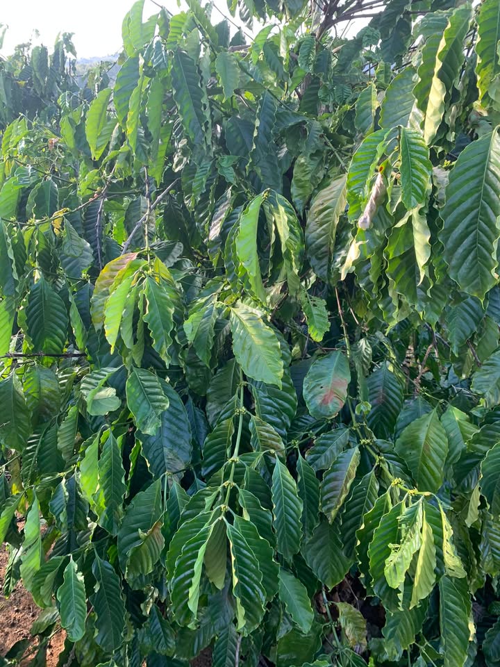 Đất Vườn Hà Bầu Đăk Đoa 900m² Giá 400 Triệu - Nghỉ Dưỡng Lý Tưởng!