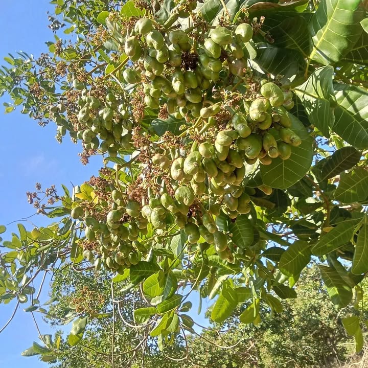 Cho thuê Farm 90.000m² tại Ia O, Chư Prông - Giá 199 Triệu/Năm