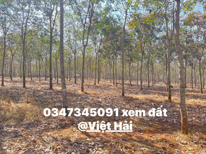 Bán Gấp 9ha Đất Đỏ Phước Tân, Phú Riềng, Bình Phước - Sổ Đỏ Sẵn Sàng