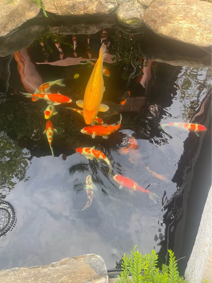 Đất Nền Dự Án Sông Cây Khế Vũng Tàu 100m² - Sổ Đỏ Sẵn Sàng