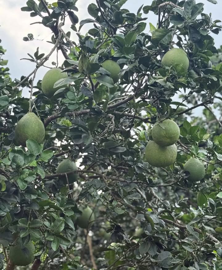 Đất Vườn 500m² Sổ Riêng - 6xx Triệu Tại Long Khánh, Đồng Nai