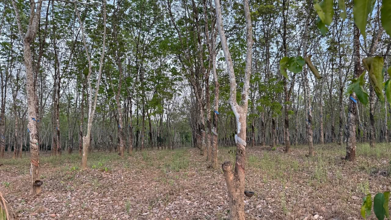 Bán Gấp Farm Cao Su 5ha H.Bình Chánh - Mặt Tiền Đường Đất 100m