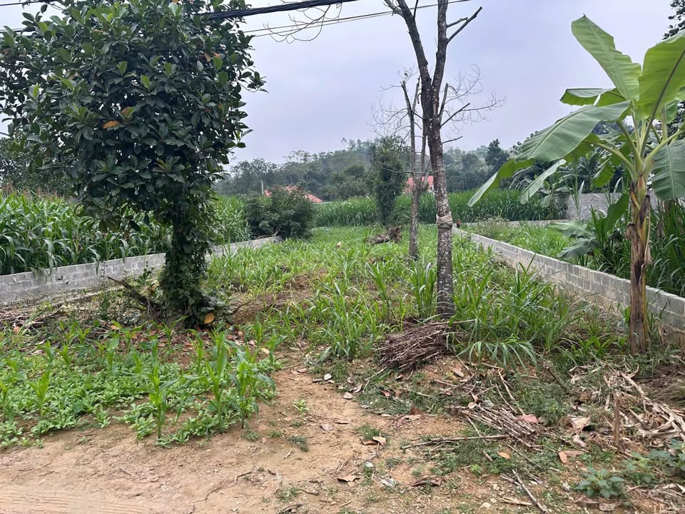 Đất nền Yên Bài Ba Vì 335m² - Sổ đỏ chính chủ, tiềm năng tăng giá!