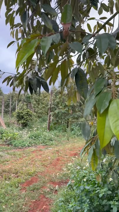 Đất Vườn Krông Búk, Đắk Lắk 2ha - Cơ hội đầu tư dài hạn!