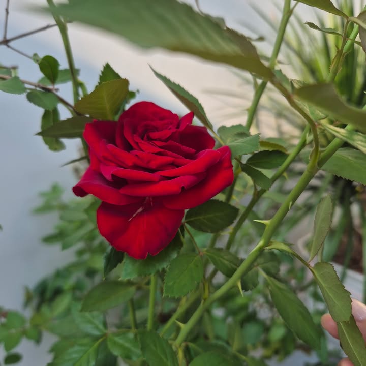 Đất nền Mỹ Phong, Mỹ Tho 157m² - Sổ đỏ chính chủ, bán gấp!