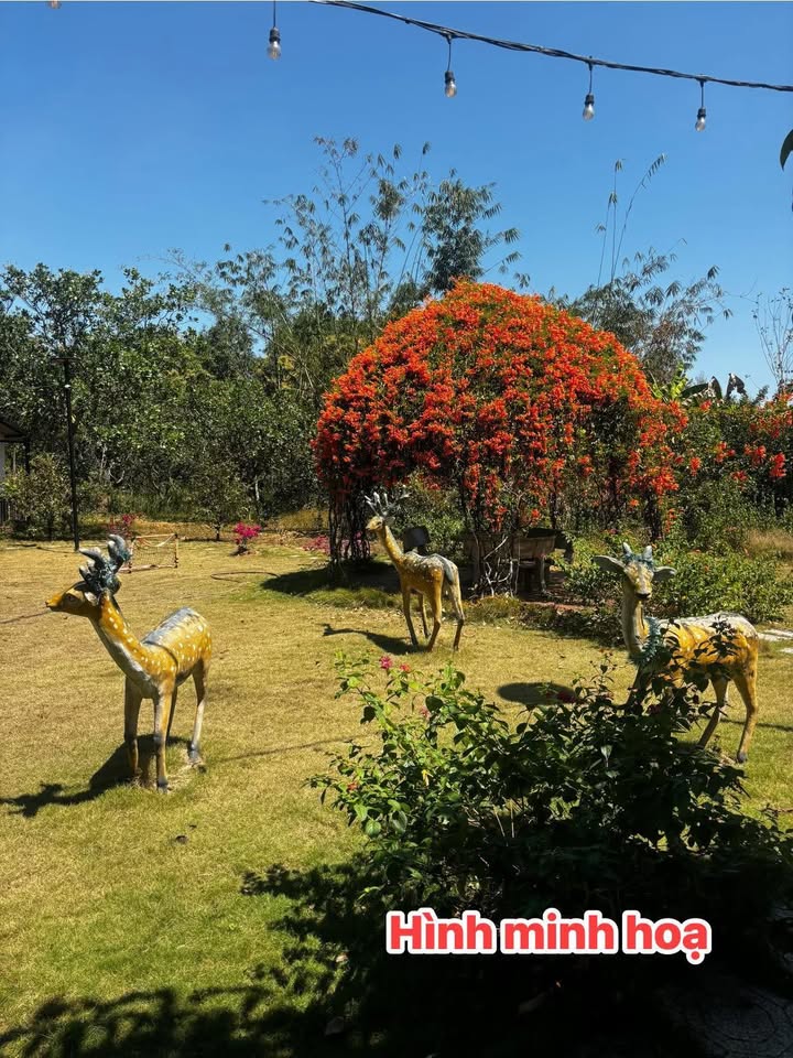 Đất nền Cư Jút 318m² giá 290 triệu - Sổ đỏ chính chủ!